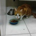 Simeo