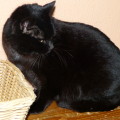 Miezi