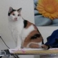 Clea
