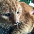 Filou