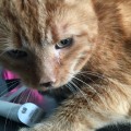 Foto 02.02.16 15 25 07