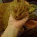 Filou_20160207_2