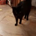 Miezi_20170131
