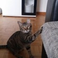 Nala_20160312