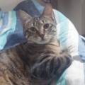Nala