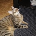 Nala_20160403_3