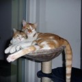 Gypsy und Finn
