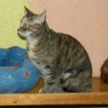 Mischi