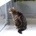 Gina
