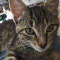 Mitzi
