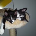Pippi und Findus