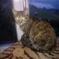 Jenny