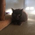 Mimi