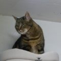 Filou