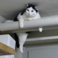 071116_pete3
