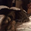filou_20161227_1