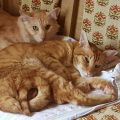 Yakee und Yuma