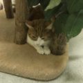 Chili