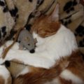 Chili_20170122_2