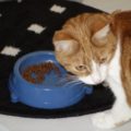 Chili_20170130_1