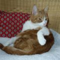 Chili_20170130_3