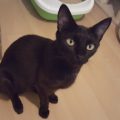 Busi