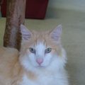 Basil