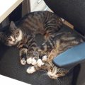 Lilly und Lena