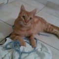Cornelius