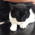 Mitzi