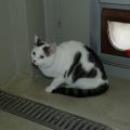 Filou