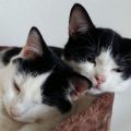 Max und Gizmo