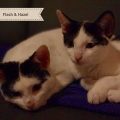 Flash, Hazel und Rocky
