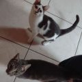 Milka und Tigerli