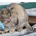Minou