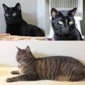 Bagira, Balu, Benji