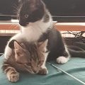 Harry und Tamy