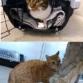 Jerry und Mogli