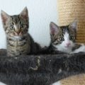 Yella und Kiki