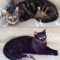 Linus und Maja