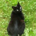 Milou