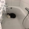 Filou