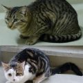 Max und Moritz
