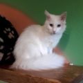 Lola