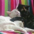 Filou und Zili