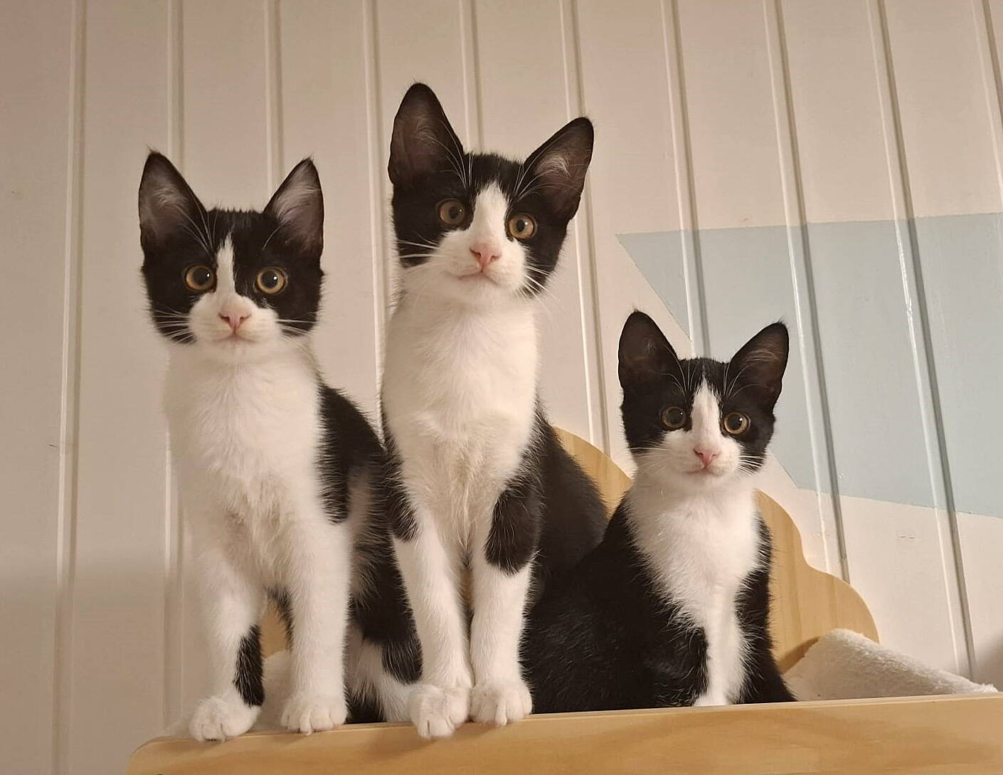 Luna, Harry und Ginny