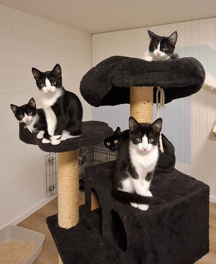 Hermine, Ginny, Luna. Lily (Mutterkatze) und Harry