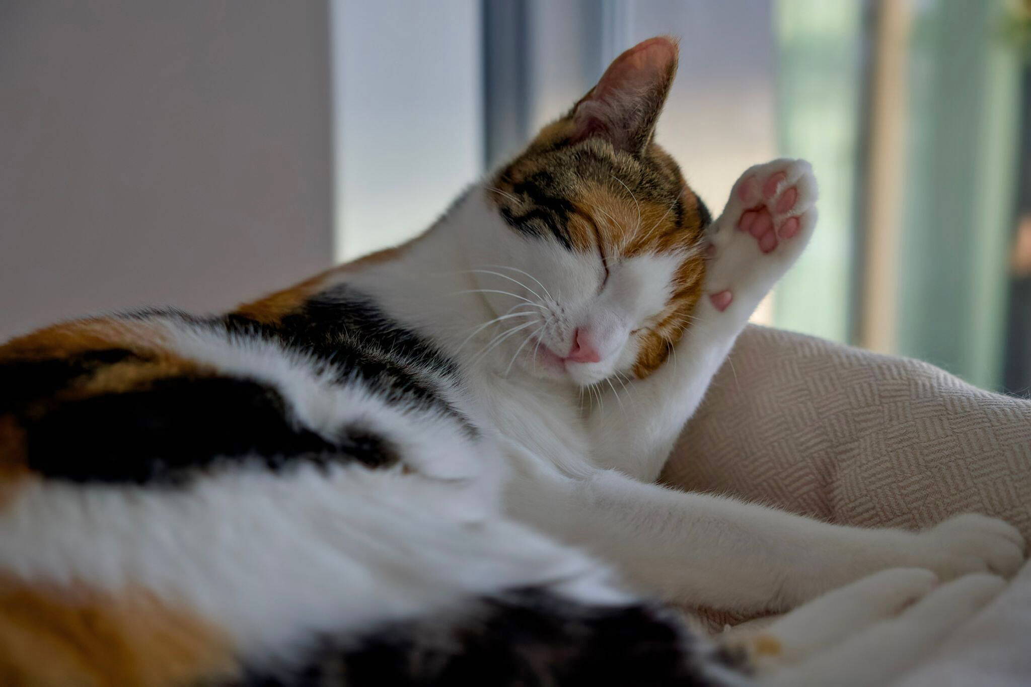 Suki