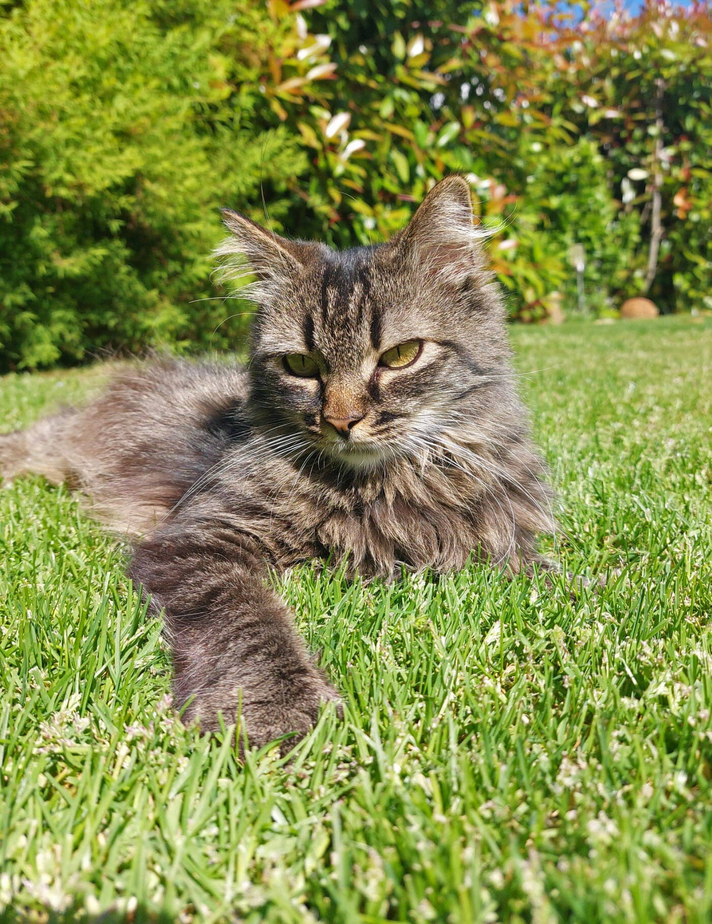 Dina