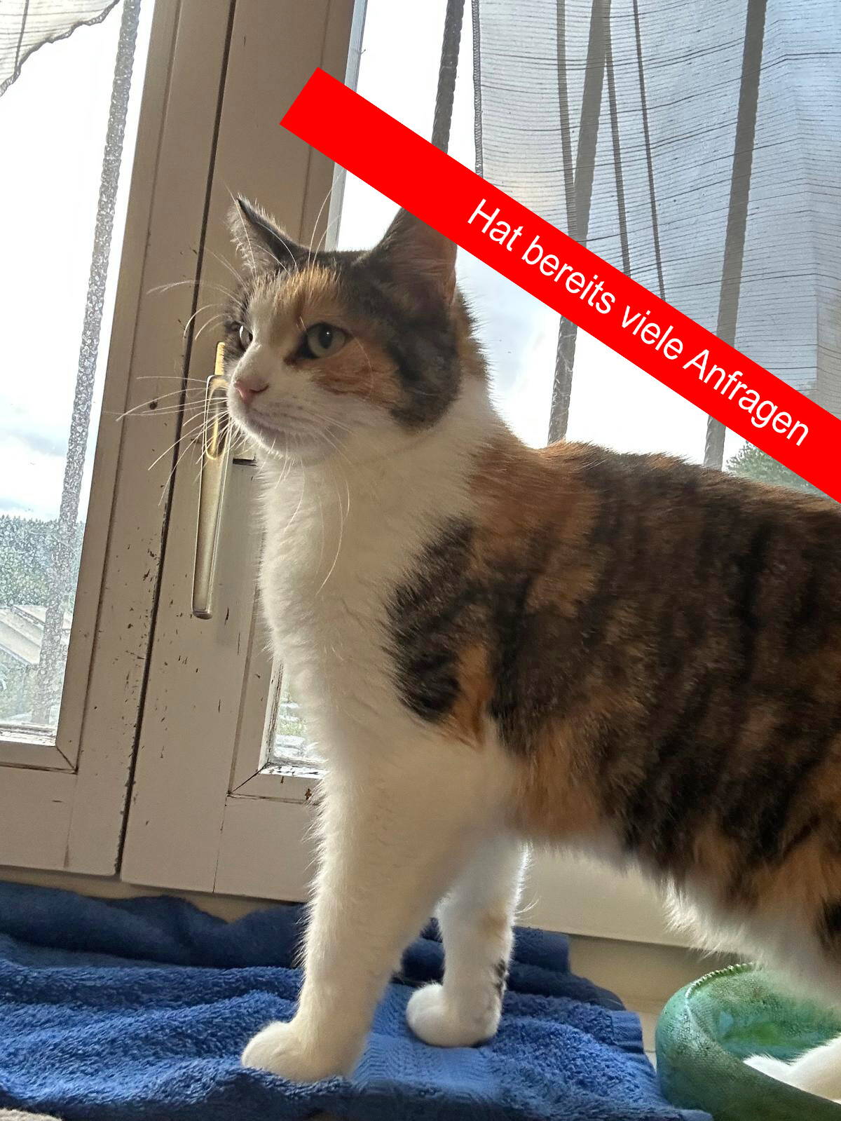 Sophia